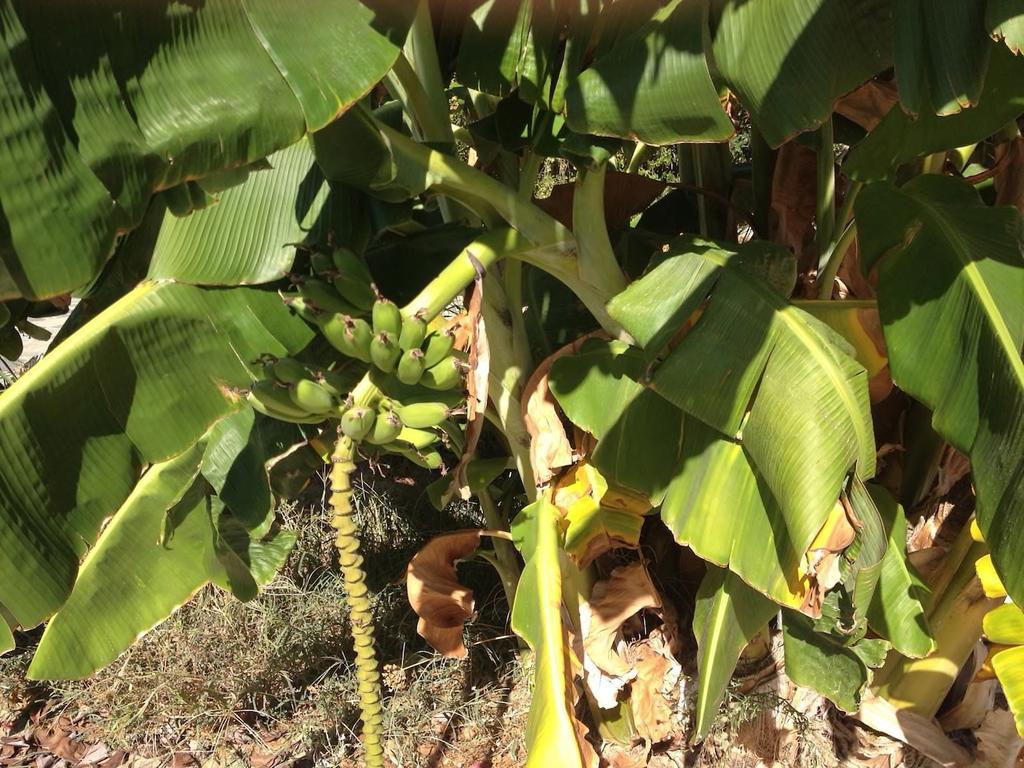 Τhe Banana Tree Beach House Marathón Zewnętrze zdjęcie